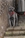 IPSI - Triola Cane Corso